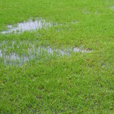 Wet Drain Field