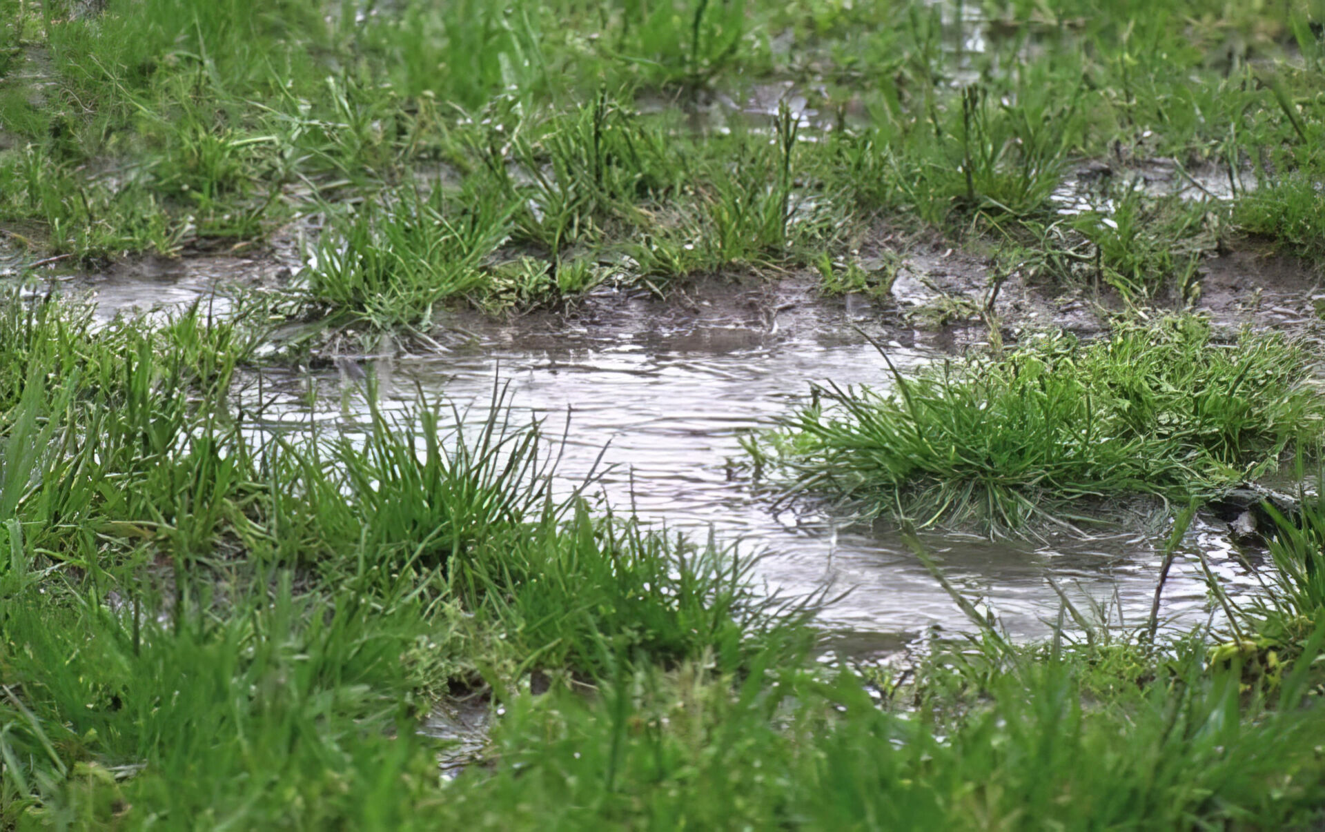 It Happens Septic Field Failure Septech Solutions Canada Inc it-happens-septic-field-failure-septech-solutions-canada-inc